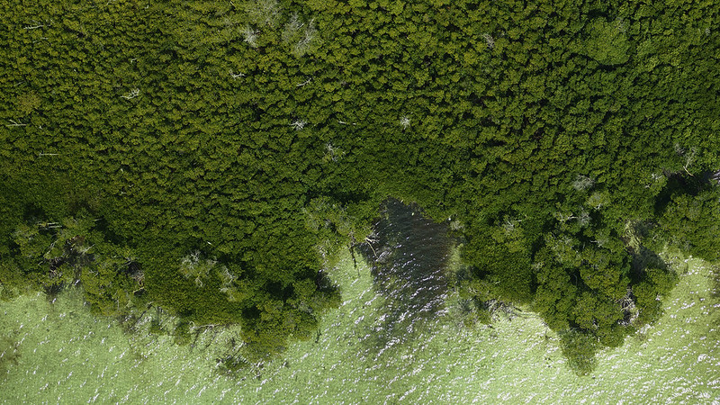 NASA scientists traveled to Puerto Rico with airborne instrumentation, capturing this image of a coastal forest near the village of Boquerón on the southwest tip of Puerto Rico on March 8, 2017, five months before Hurricane Maria struck the island