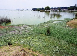 Photo by lakeside showing algae clogging a lagoon.