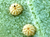 MacNeill's Sootywing Eggs
