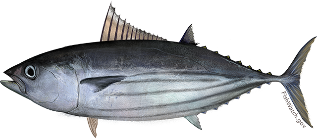 Illustration of a Pacific Skipjack Tuna