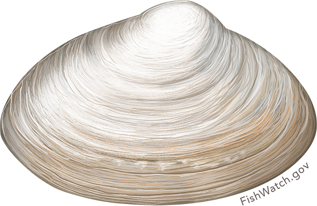 Illustration of an Atlantic Surf Clam