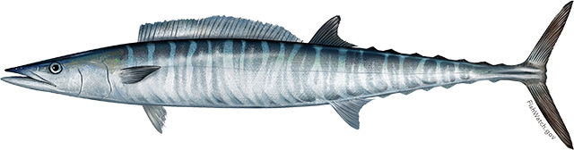 Illustration of an Atlantic Wahoo