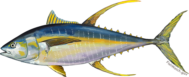 Illustration of an Atlantic Yellowfin Tuna