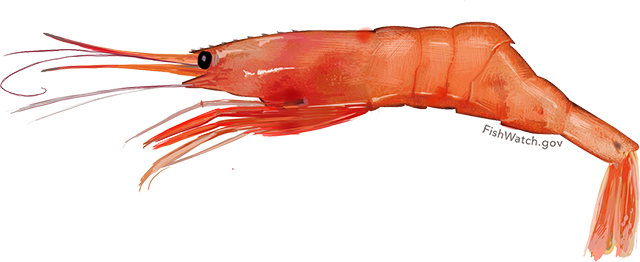 Illustration of an Atlantic Northern Shrimp