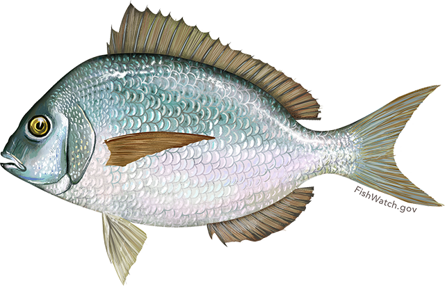 Illustration of a Scup