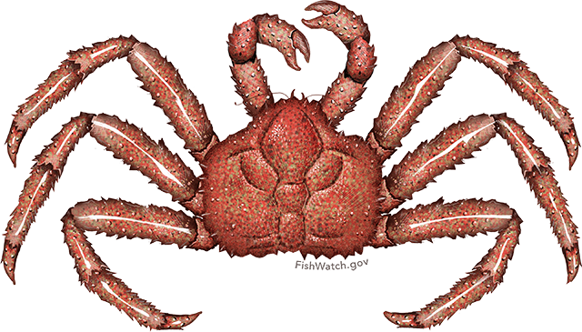 Illustration of a Red King Crab