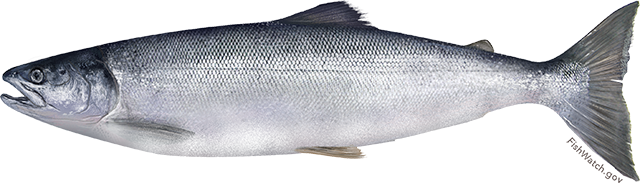 Illustration of a Sockeye Salmon