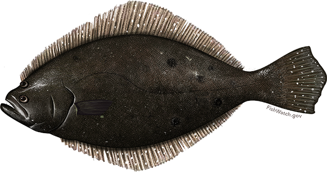 Illustration of a Summer Flounder