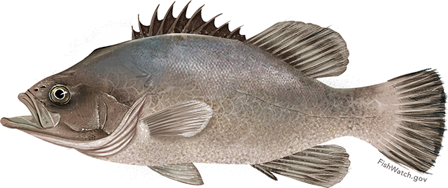 Illustration of a Wreckfish