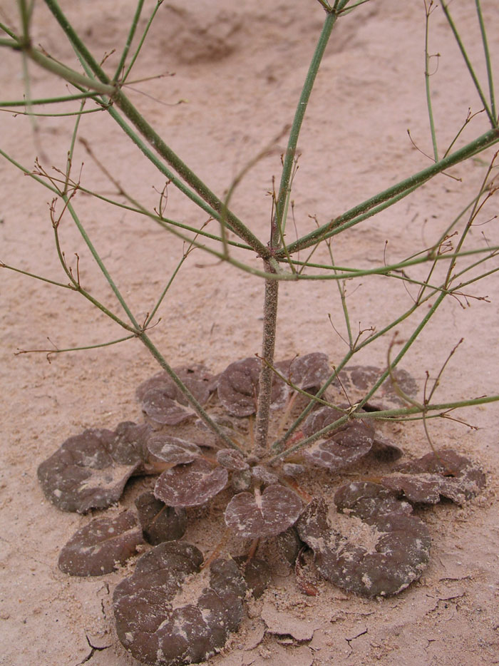 Close up of sticky buckwheat stems showing sand stuck to plant at the Virgin River Dunes in 2004 - Photo by Reclamation