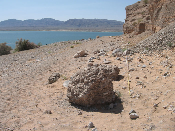 Sticky buckwheat habitat at Lime Cove within Lake Mead National Recreation Area in 2008 - Photo by Reclamation