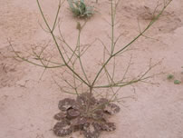 Threecorner milkvetch habitat at Sandy Cove within Lake Mead National Recreation Area in 2008 - Reclamation - Dianne Bangle