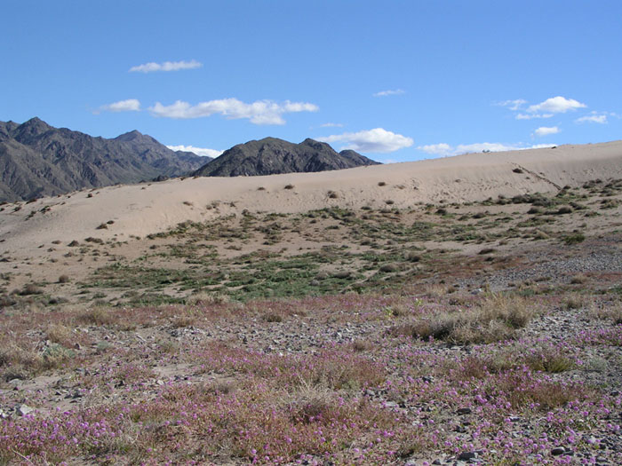 Threecorner milkvetch habitat at Sandy Cove within Lake Mead National Recreation Area in 2008 - Photo by Reclamation