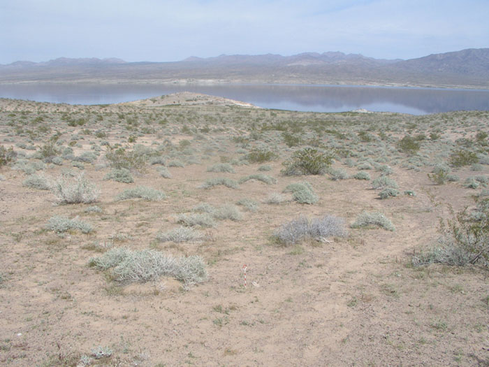 Threecorner milkvetch habitat at Sandy Cove within Lake Mead National Recreation Area in 2008 - Photo by Reclamation