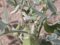 Threecorner Milkvetch