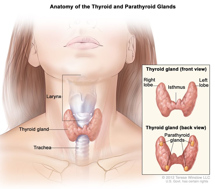 Diagram of the thyroid gland