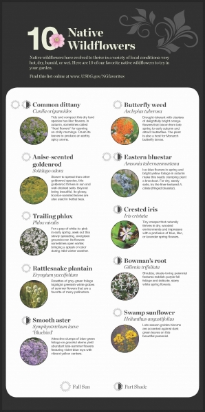 Native Wildflower recommendations