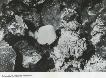 Butterflyfish swimming among corals at the Flower Garden Banks in 1967