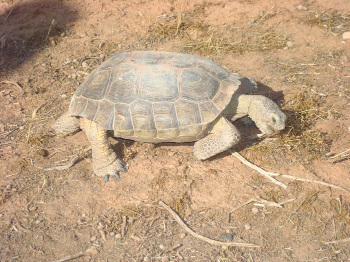 Sonoran desert tortoise foraging - Photo by Reclamation