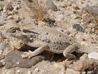 A flat-tailed horned lizard, detected during surveys in May-June, 2011, moves across the desert pavement near the northwest boundary of the Yuha Basin Management Area - Helix Environmental Planning, Inc. – Erik LaCoste
