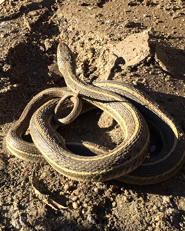 A northern Mexican gartersnake found during surveys along the Big Sandy River in Arizona - Photo by Jeneal Smith, Reclamation