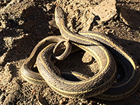 A northern Mexican gartersnake found during surveys along the Big Sandy River in Arizona - Photo by Jeneal Smith, Reclamation