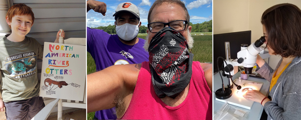 Left; Boy with hand-drawn river otter poster. Center: Two men with bandanas over their faces on a marsh. Right: Woman looking into microscope at desk.