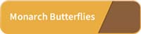 monarch-butterflies-button-200-px