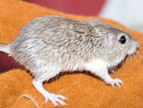 Desert Pocket Mouse