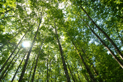 Forestland in Washington