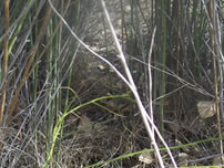 Yuma Hispid Cotton Rat Habitat