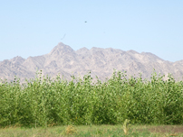 Palo Verde Ecological Reserve