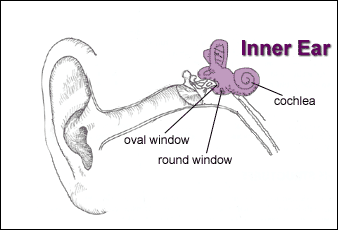 diagram of the inner ear