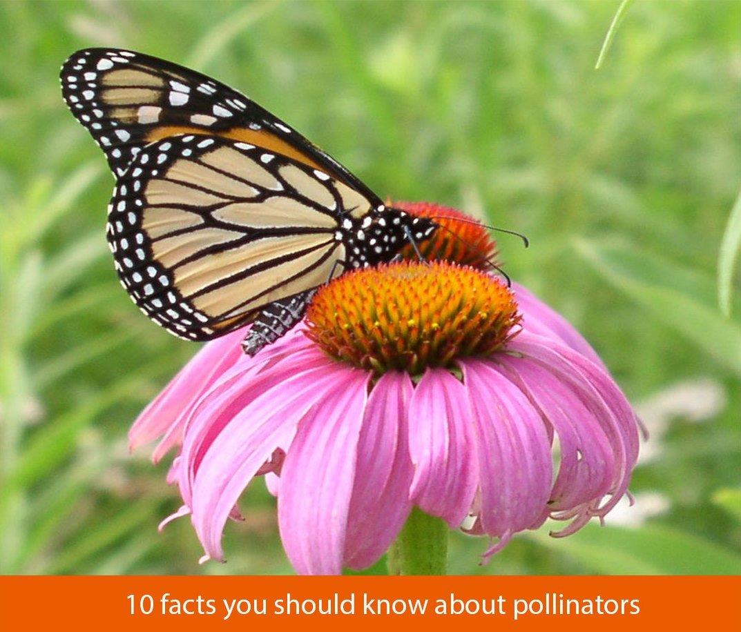 10 facts about Pollinators