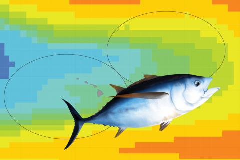 Illustration of a bigeye tuna over a map of the ocean temperatures around Hawaii