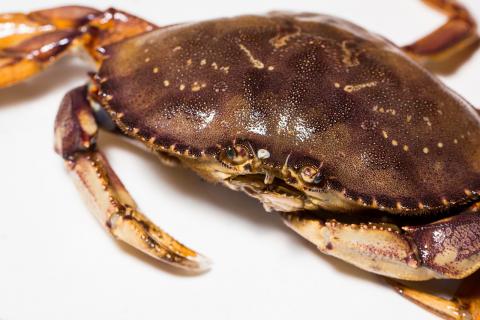 Dungeness crab