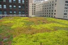 green roof