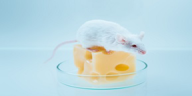 Mouse on cheese