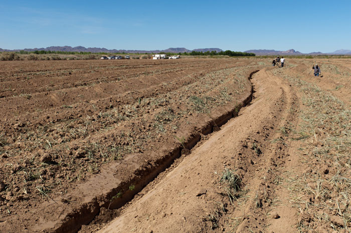 Cibola Valley Conservation Area Planting - Photo by Reclamation