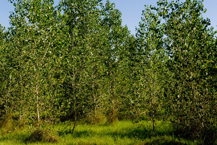 Cibola Valley Conservation Area Planting - Photo by Reclamation