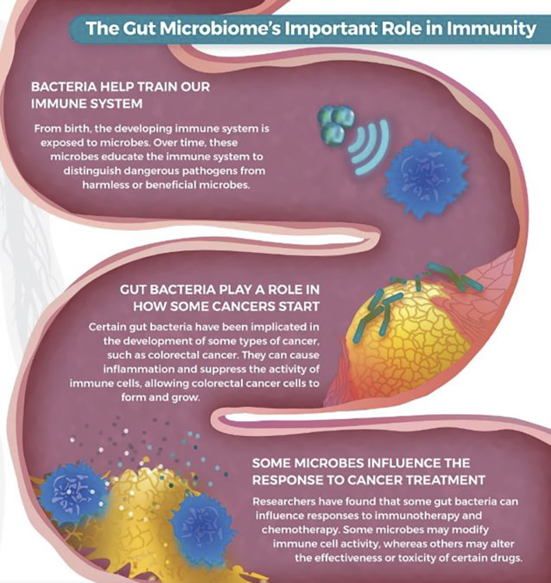 The Gut Microbiome's Important Role in Immunity