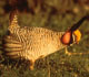 Lesser Pairie Chicken