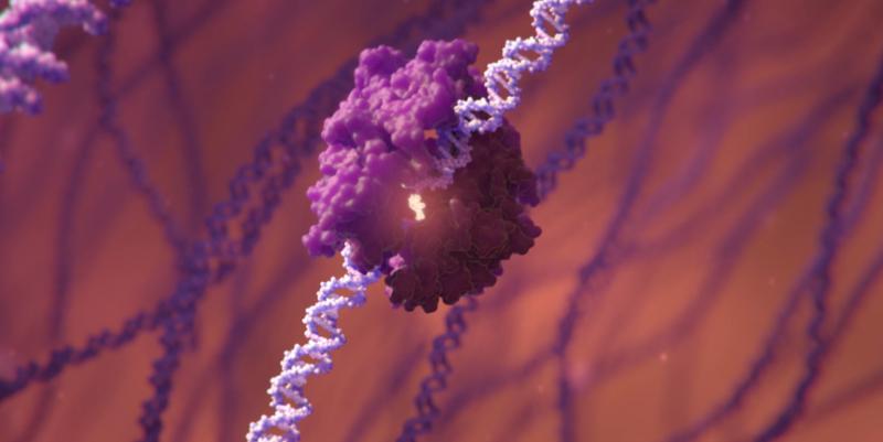 Genome Editing Tool Bound to DNA