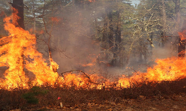 A fire burns along the ground at the edge of a wooded area.