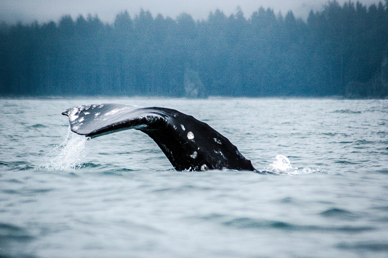 gray whale.jpg