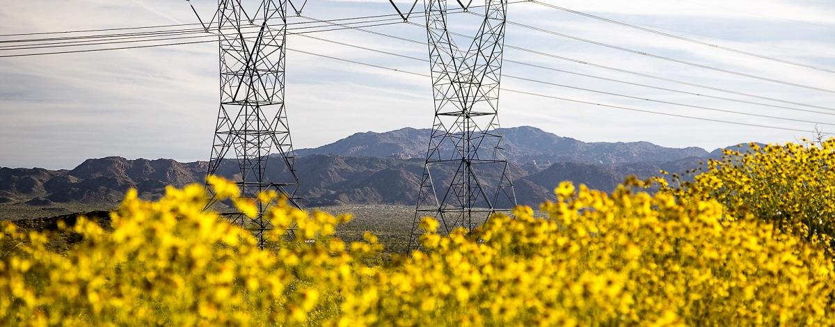 Two transmission towers in the distance, behind yellow flowers.