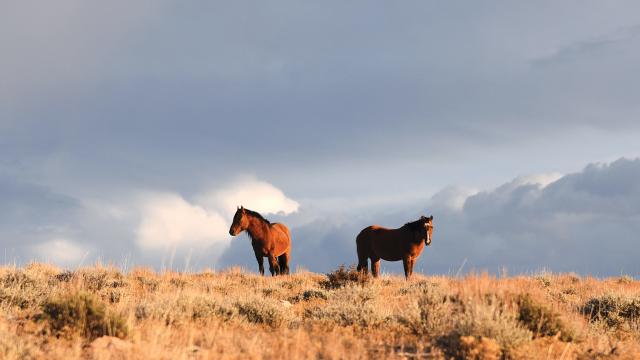 wild horses within Pryor Mountain Wild Horse Range Montana