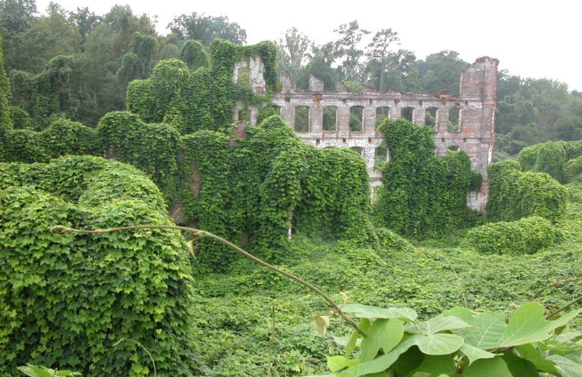 Kudzu vines covering land, vegetation, and building ruins