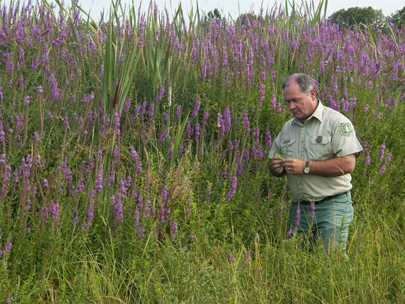 Forest Service looking at purple loosestrife.