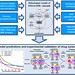 Rule-based model of RAS-to-ERK cascade also showing model predictions and experimental validation of drug synergy